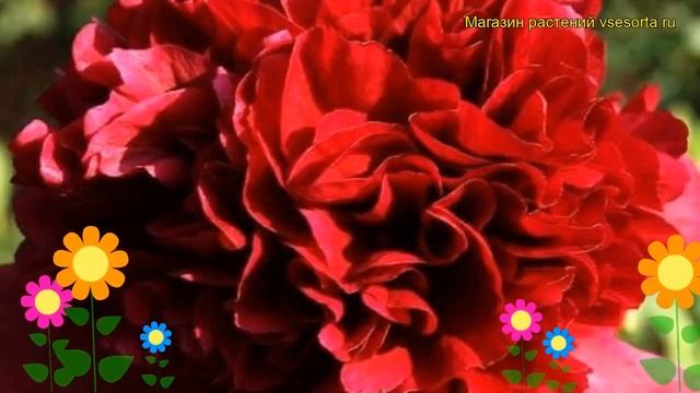 Пион молочноцветковый Мэни Хаппи Ретернс. Краткий обзор paeonia lactiflora Many Happy Returns смотреть онлайн