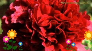Пион молочноцветковый Мэни Хаппи Ретернс. Краткий обзор paeonia lactiflora Many Happy Returns