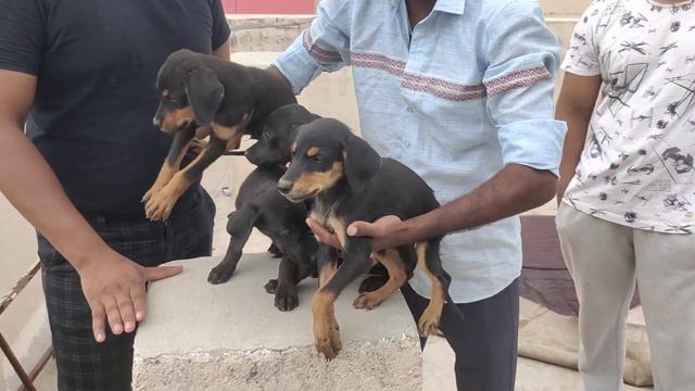 doberman puppies available in Hyderabad kandikalgate lucky star hotel | German shepherd dogs in Hyd смотреть онлайн