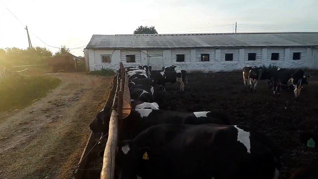 Сравнение пород КРС в деньгах. Молочная порода коров, Мясная порода коров. Какую породу КРС выбрать смотреть онлайн