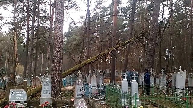 Спуск зависшего дерева смотреть онлайн