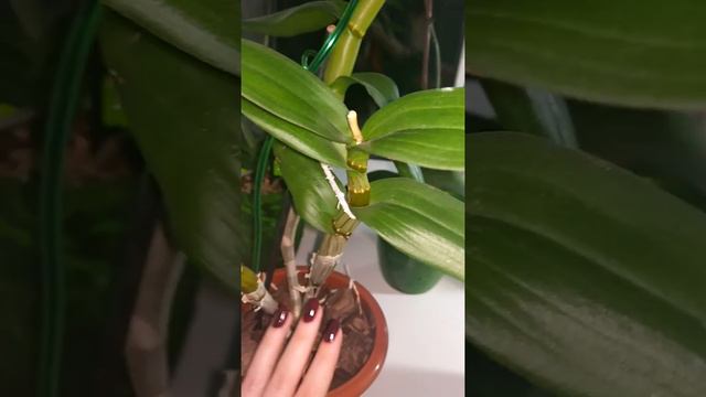 Дендрофаленопсис активно наращивает корни и цветет смотреть онлайн