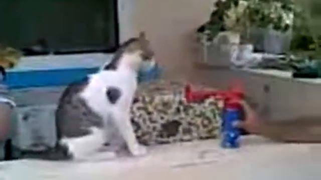 кот и гудок смотреть онлайн