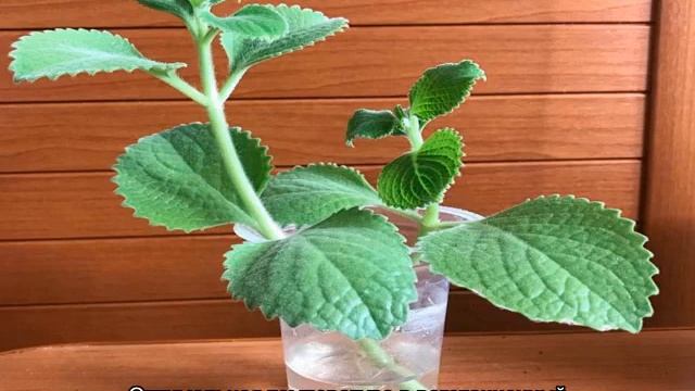 Плектрантус: уход в домашних условиях и основные виды