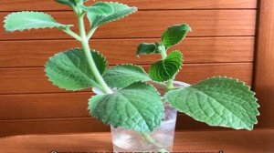 Плектрантус: уход в домашних условиях и основные виды