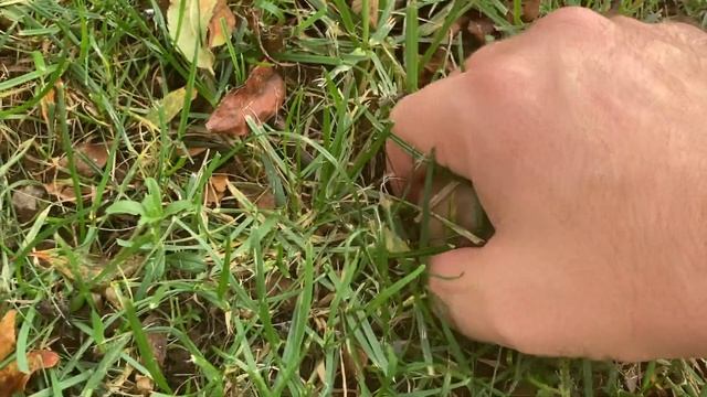 Un fungo commestibile molto elegante смотреть онлайн