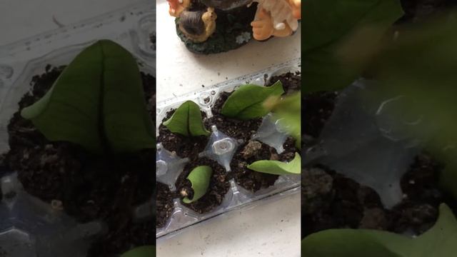 Замиокулькас. Черенкование. Мой опыт. Комнатные растения. Долларовое дерево. #1 смотреть онлайн