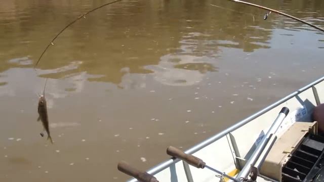 pesca de pintados com mestre cueca смотреть онлайн