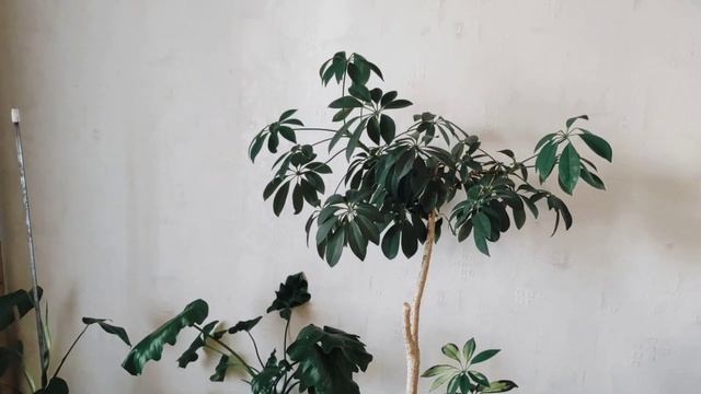 ШЕФЛЕРА. НЕ ПОСТУПАЙТЕ с ней ТАК! ЧТО нужно ЗНАТЬ для УСПЕШНОГО выращивания смотреть онлайн