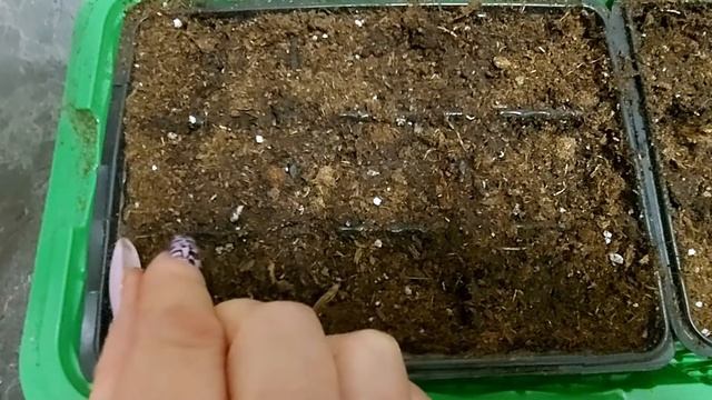 В чем секрет статицы? Сеем статицу правильно, чтобы не было потерь. смотреть онлайн