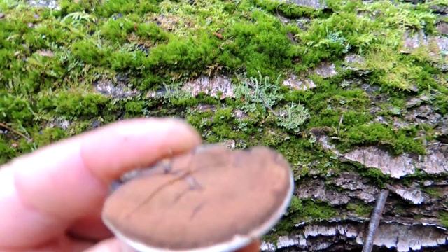 Трутовик плоский ? (Ganoderma applanatum) - аналог рейши. Гриб ? художника. смотреть онлайн