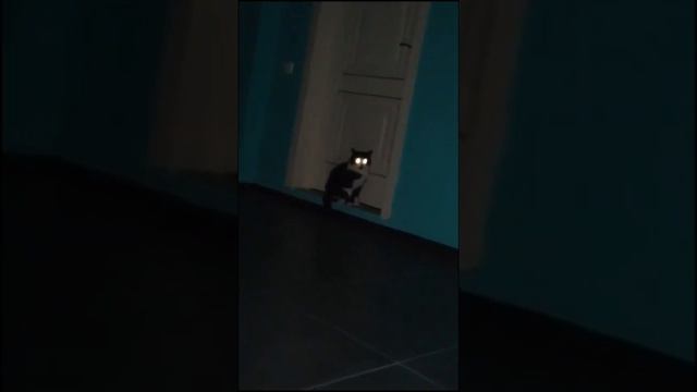 Что с котом? Значит рядом есть какая то сущность смотреть онлайн