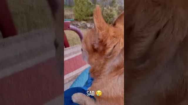 Милые чихуахуа) смотреть онлайн