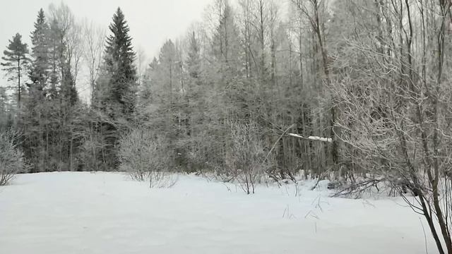 По насту в дальний лес на прогулку / С собаками в лес / Зимняя Карелия смотреть онлайн
