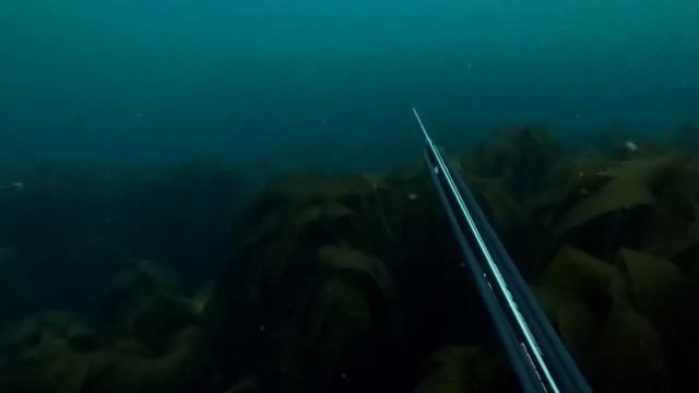The Horrifying Footage of Henri Bource Eaten Alive by Shark! смотреть онлайн