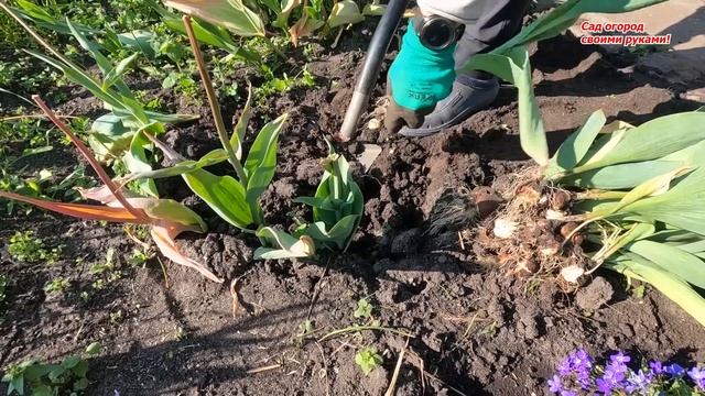 Выкапываем тюльпаны. Как храним до осени и когда обрезаем листья. смотреть онлайн