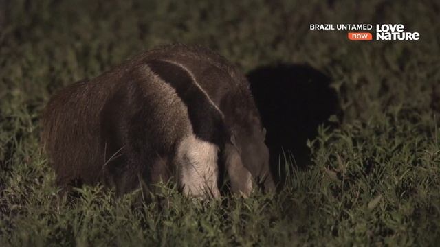 Дикая Бразилия / Brazil Untamed / Серия 8 Саванна нанду 4К смотреть онлайн