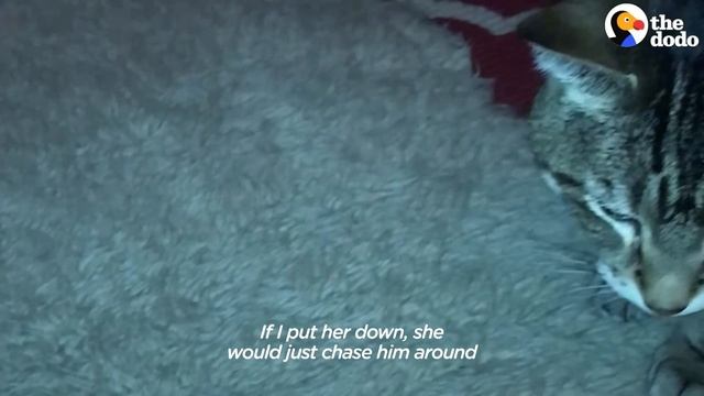 Couple Falls In Love With Wingless Bumblebee | The Dodo смотреть онлайн