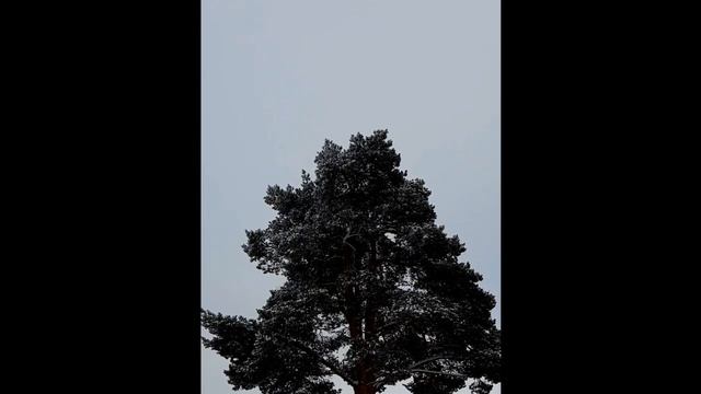 ВЕРХУШКА ДЕРЕВА. КРОНА смотреть онлайн