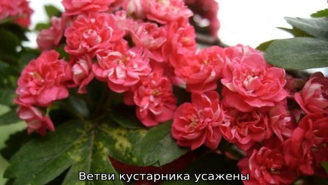 Боярышник декоративный  описание сортов