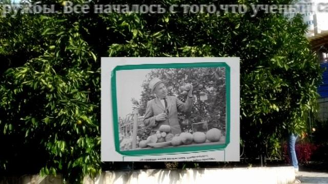 Cад-музей Дерево Дружбы в Сочи