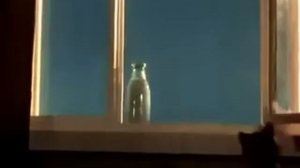 Котенок по имени Гав