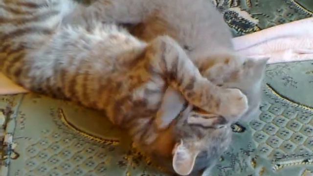 Игры британского котенка и шотландской кошки смотреть онлайн