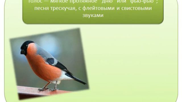 Светлана Анохина. Снегирь смотреть онлайн