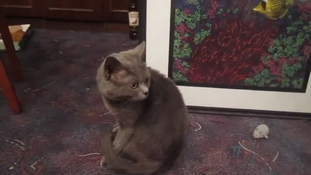 Oliver And Fish _  Оливер и рыбки.mp4