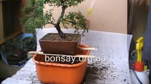 Бонсай Пересадка Часть 3 смотреть онлайн