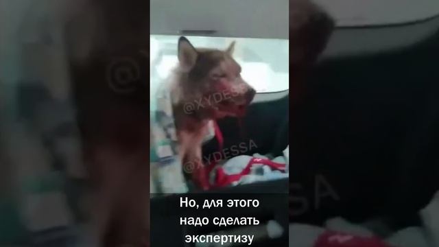 Выкидывают и убивают щенков. Есть ли наказание?