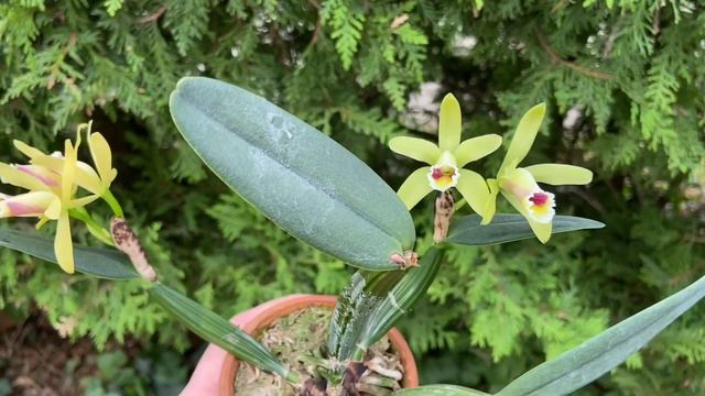 Cattleya Luteola Miniature Orchid Cattleya Species