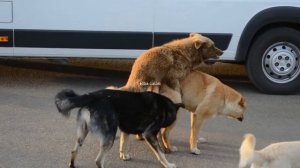 Dog mating / apareamiento de perros