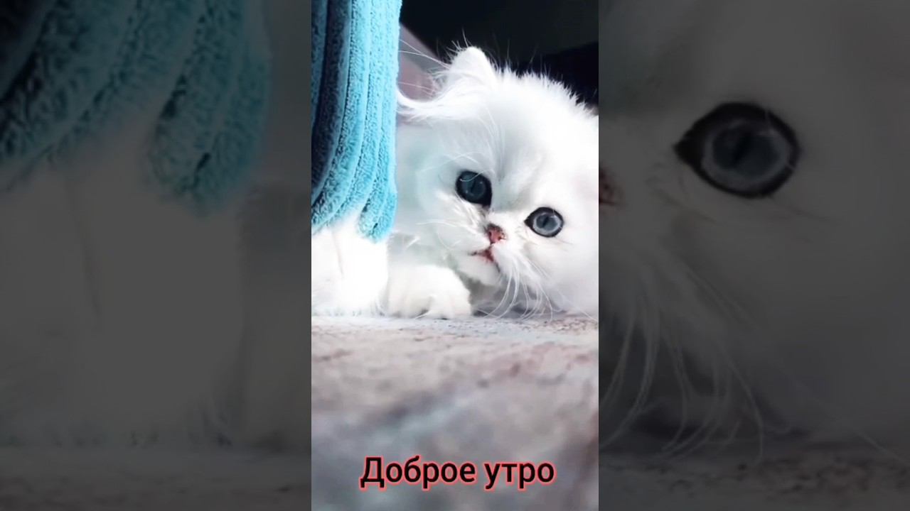 А жизнь продолжается #лето2023 #питомцы #кот #милота #cat #кошка #любовь #песня #доброеутро смотреть онлайн