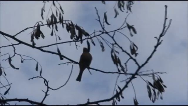 Голос зяблика Voice common chaffinch смотреть онлайн