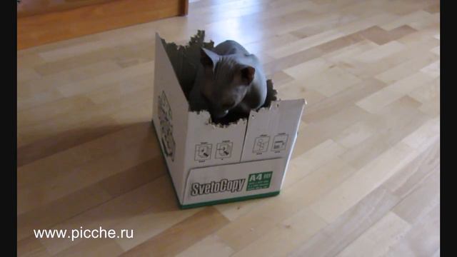 Кот ест коробку смотреть онлайн