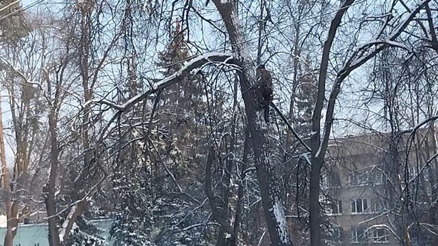 Работа бензопилой дровосек в деле смотреть онлайн