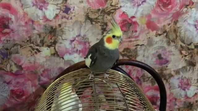 Корелла расправляет крылья смотреть онлайн