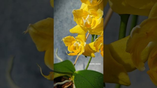 Phal. Pomelo 💛 Второе домашнее цветение желтого азиатского трилипса 🥰 Компактный яркий фаленопсис смотреть онлайн