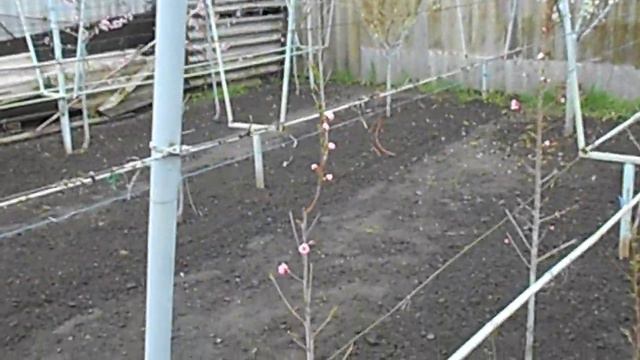 Цветение персика - день десятый (20.04.22г.) смотреть онлайн