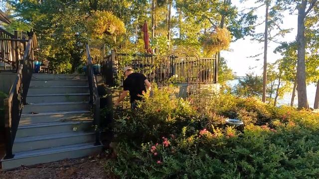 New Dawn Climbing Rose - Getting It Under Control, Pruning, And Training On An Arch/Railing