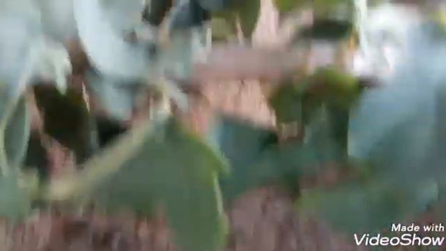🍃Bouganville🍃 diferenciada. смотреть онлайн