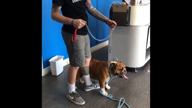 English Bulldog with Human Aggression смотреть онлайн