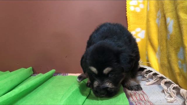 Семеновне месяц! Малышка тибетский мастиф отмечает первую днюху! смотреть онлайн