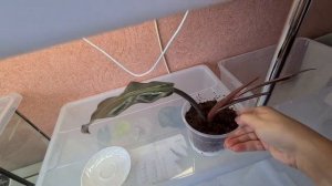 Филодендрон империал ред .