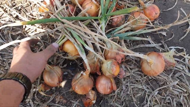 Лук Темптейшн в сравнении с луком Дорика