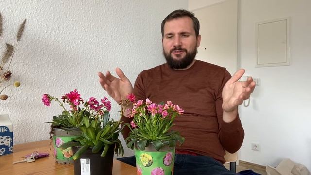 Lewisia Cotyledon Care Guide смотреть онлайн