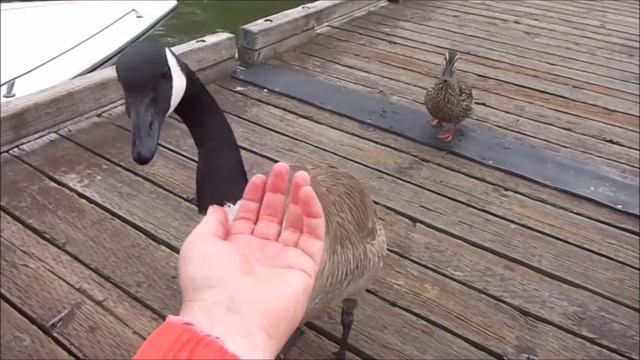 Прогулка по реке Колумбия смотреть онлайн