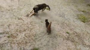 Абиссинский Кот по имени Бабик нападает на собаку.Mortal combat.