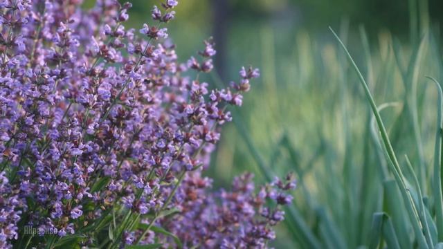 Цветёт шалфей